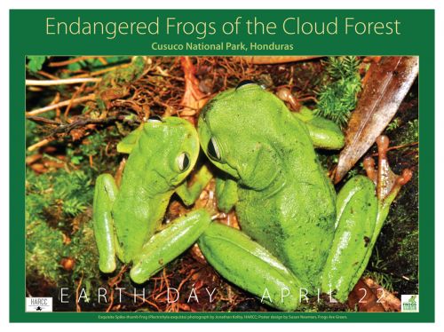 Exquisite Spike-thumb Frogs of the Cloud Forest in Honduras. Photograph by Jonathan Kolby of HARCC.