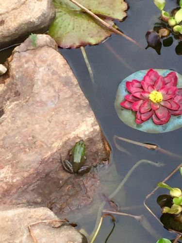 2-Backyard-frog-2015-winner-Kristin DeAngelis