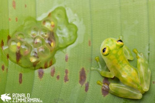 Ronald Zimmerman, Reticulated Glass Frog (Hyalinobatrachium valerioi) from Costa Rica.