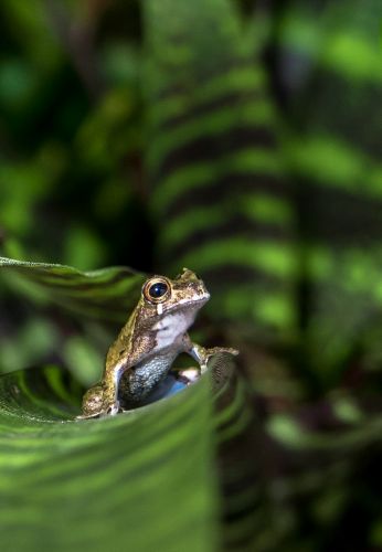 3-Dendropsophus parviceps from Peru by Josh Richards