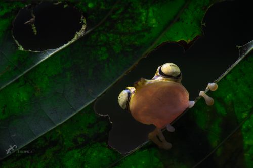 Sebastian Di Domenico, Hypsiboas picturatus, Ecuador