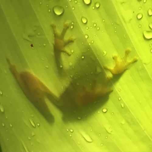 4-CR-3frog by nsoste on Flickr