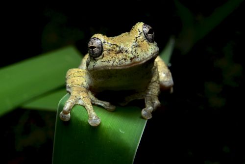 Melville Osborne, Gray Tree frog, NJ