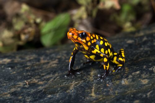 Sebastian Moreno, Oophaga histrionica, Colombia.