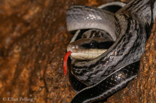 Cave Racer - Orthriophis taeniurus, photographed by Elliot Pelling