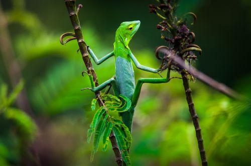 Maned Forest Lizard (Broncochela jubata), Farits Alhadi