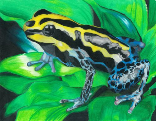 3rd Place, Sahana Hariharan, 13 years old, CA, USA