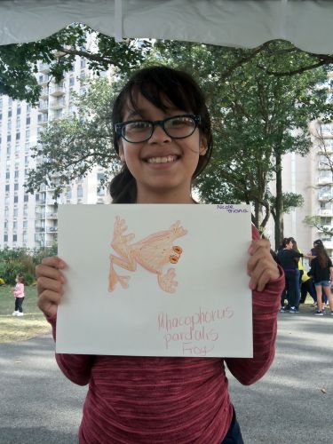 beautiful harlequin frog drawing at WPLive