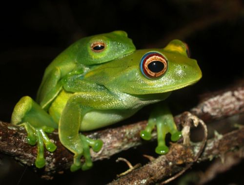 boophis luteus in amplexus