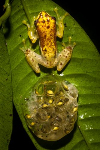 Farits Alhadi, Chiromantis vittiger, The male guarding his eggs until hatching, Indonesia