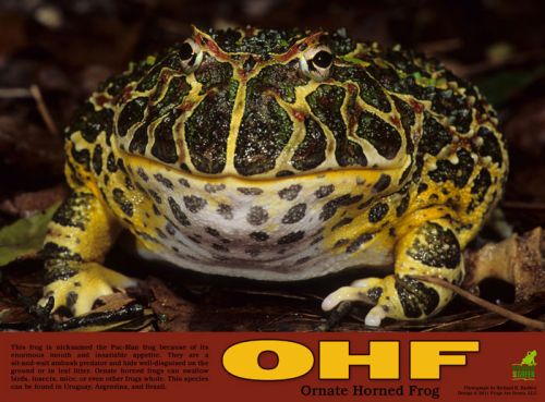 Horned Frog