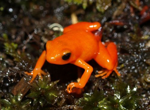Mantella aurantiaca of Mitsinjo