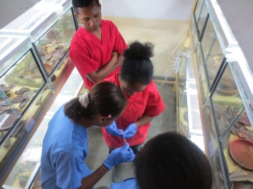 Mitsinjo swabs captive frogs for Bd