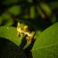 1-Hannah-Sigler-Williamsburg-Iowa-tree-frog thumbnail