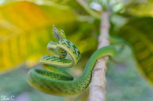 2nd Place, Asian Vine Snake, Ahaetulla Prasina, photographed by Shani Cohen