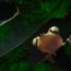 3-Sebastian-Di-Domenico-Hypsiboas picturatus-Ecuador' thumbnail