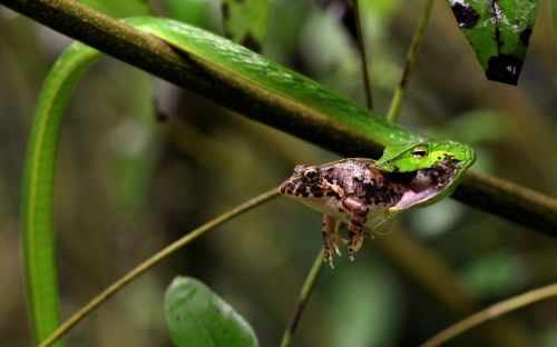 3rd Place, A nonchalant frog by Elliot Pelling, photographer