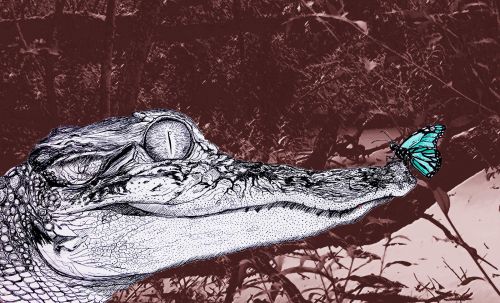 Amelia Stebbing, 17, Jensen Beach Florida, 2019