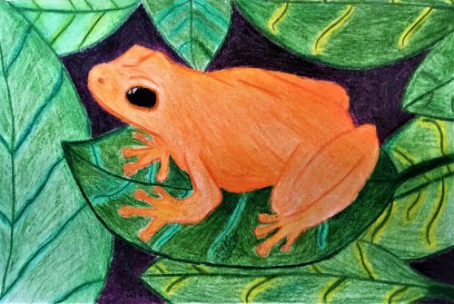 Caroline Tew, 15 years old, Frogs are orange, Jersey City, NJ, USA