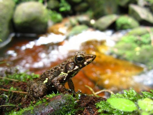 Mantidactylus species near Andasibe