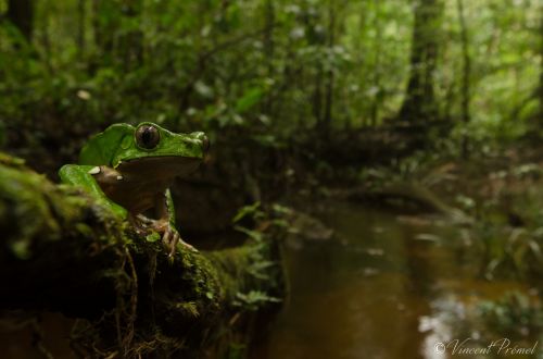 1-Giant Monkey Frog by Vincent Premel