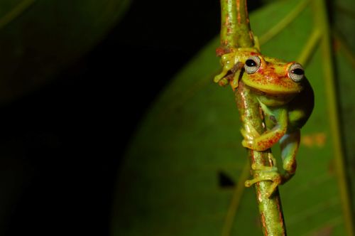 Juan David Fernandez, Hypsiboas punctatus