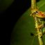 1-Juan-David-Fernandez-Hypsiboas-punctatus-small thumbnail