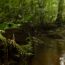 1-Giant Monkey Frog by Vincent Premel thumbnail