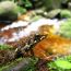mantidactylus_species_near_Andasibe thumbnail