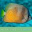 CLEAR-SAIL-poster-700px thumbnail