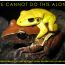 FROG-couple-poster thumbnail
