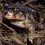 american-toad-sage-hill-herb-farm thumbnail