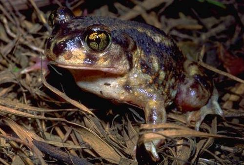 American Toad at Sage Hill Farm in Tennessee