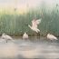 1st-place-Jiang Qinghan, 13 years old, China, Dancing on water, 2023 thumbnail