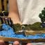 3rd-Place-Ella-Kalivodova-age-8-Slovakia-Best-3D-2025 thumbnail