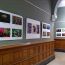 Frogs-Are-Green-exhibition-Jersey-City-City-Hall-May-2015-by-founder-Susan-Newman thumbnail