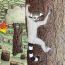 Navia Lam, 13 years old, Jersey City, New Jersey, USA, The Life of a Madagascar Ring-Tailed Lemur thumbnail