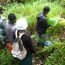 mantella_aurantiaca_breeding_site_patrol_at_Torotorofotsy_Wetland thumbnail