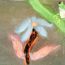 3rd-place-Grace-Demarest- 9years-California-USA.jpg thumbnail
