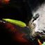 5-Ewelina-Zjezdzalka-Canary-Islands-frog thumbnail