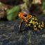 5-Sebastian-Moreno-Oophaga histrionica-Colombia thumbnail