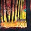 Daniel Organ, 14 years old, USA, El Nino Fire in Amazon thumbnail