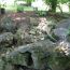 sage-hill-herb-farm-bog thumbnail
