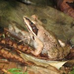 Frogs of Summer:  Wood Frog
