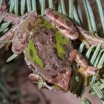 Pacific Chorus Frogs Spend the Holidays in Alaska