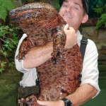 Giant Salamander: Earth's Largest Amphibian