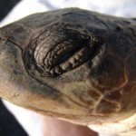 How the Gulf Oil Spill May Affect Sea Turtles