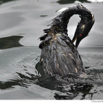 How the Gulf Oil Spill Threatens Birds