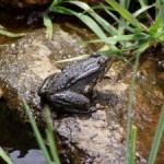 Hope for Frogs in Fight Against Chytrid Fungus