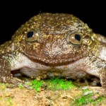 Is it a Frog or a Cat?: Newly Discovered Amphibians in India